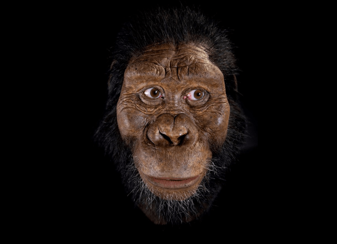 Ponen cara al antepasado de ‘Lucy’ 