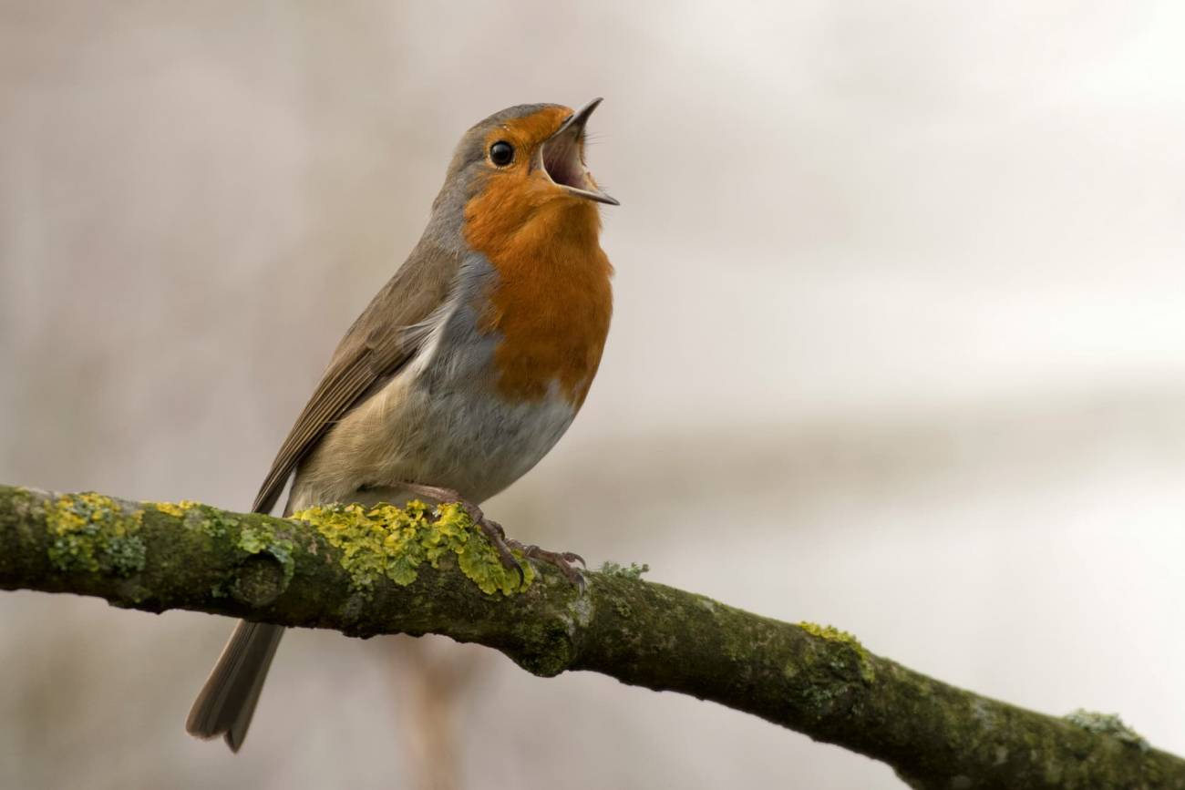¿Por qué nos gusta el canto de algunos pájaros y el de otros no?