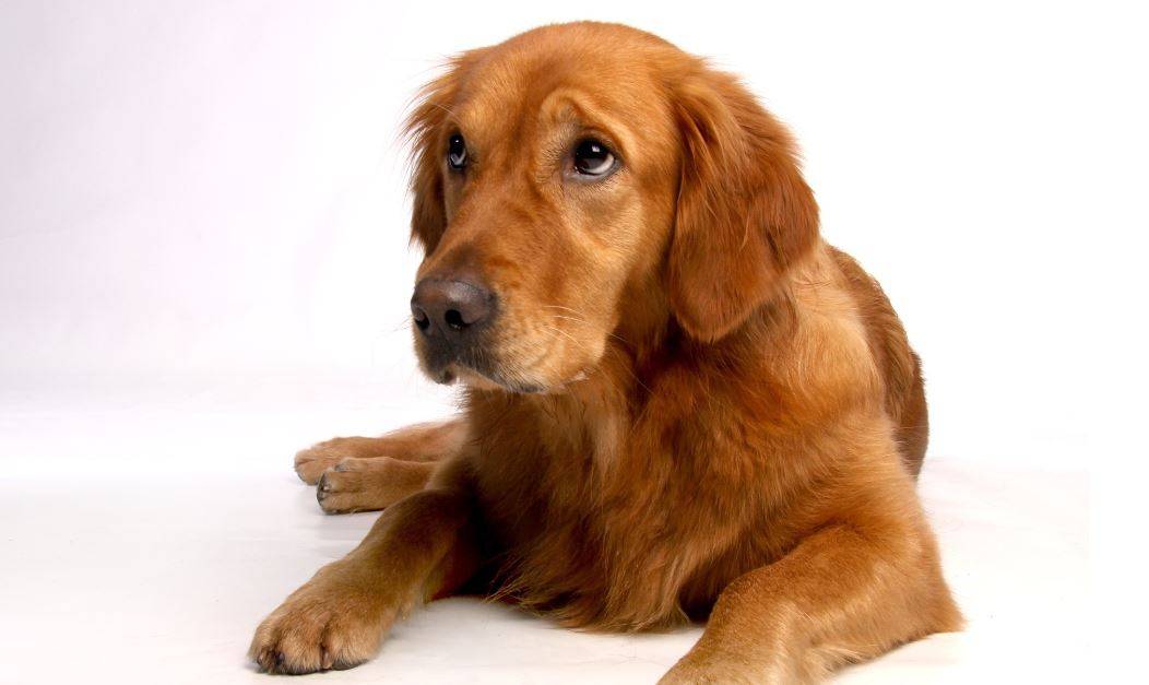 Por qué tu perro te pone ojitos: así se comunica mejor contigo