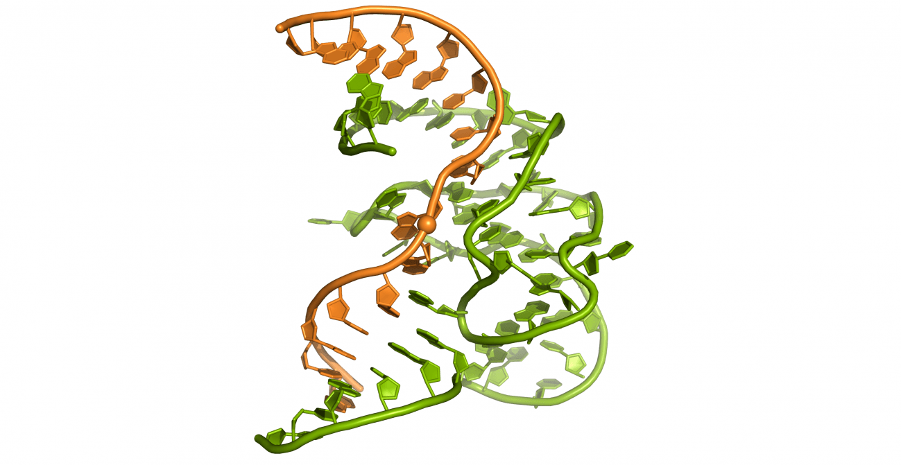 Primera estructura en 3D de la cara enzimática del ADN
