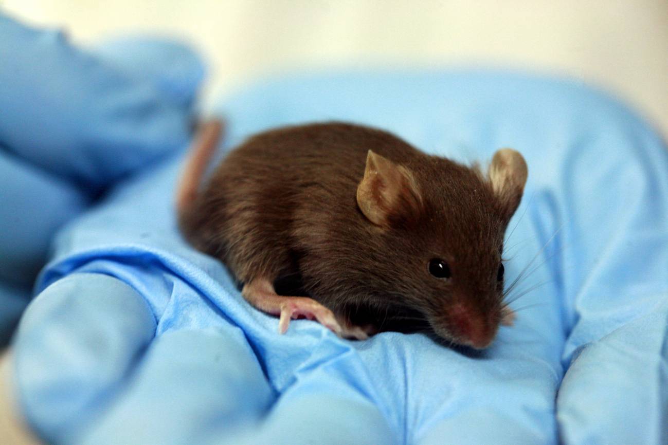 Ratones tartamudos por una mutación genética humana