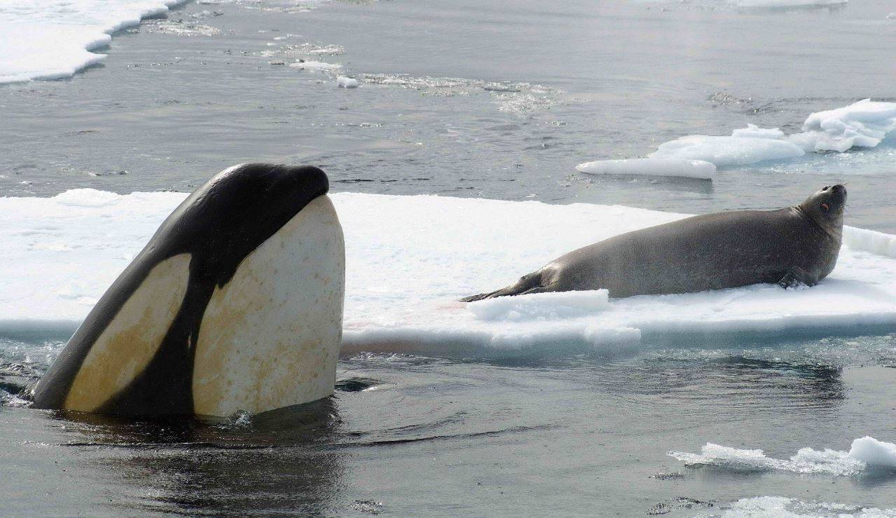 Reconstruyen la historia evolutiva y demográfica de las orcas