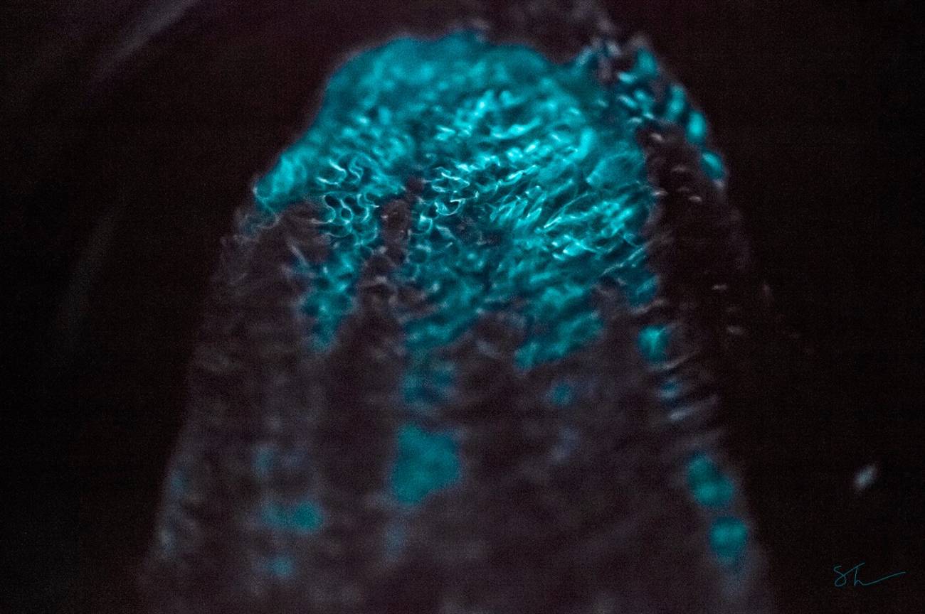 Seres bioluminiscentes llenan de luz las profundidades del Ártico