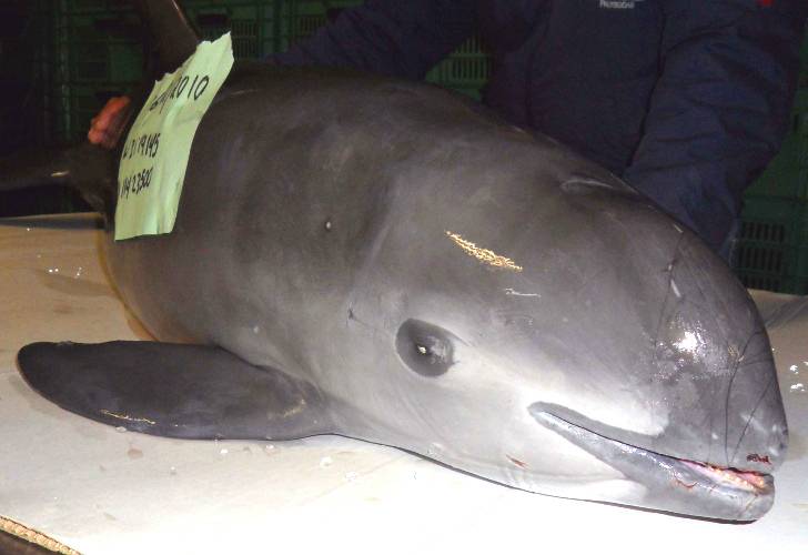 Solo quedan 30 ejemplares de vaquita marina en el mundo