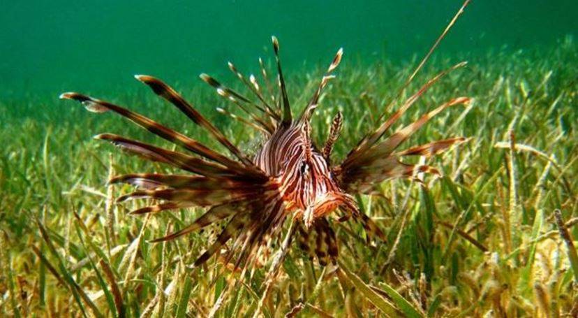 Solo se conoce el impacto ecológico del 6% de las especies exóticas marinas