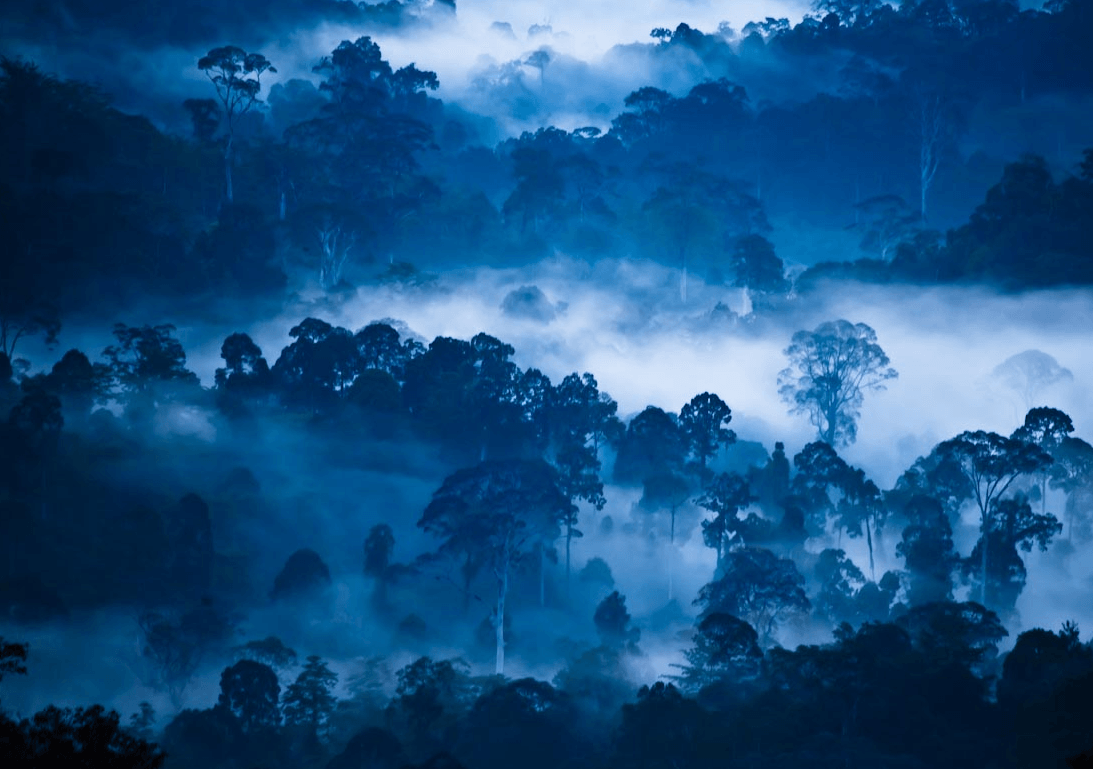 Un 10% de la naturaleza salvaje se ha perdido desde los años 90