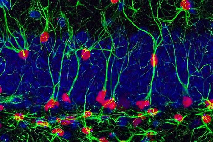 Un estudio en ratones revela que los beneficios cognitivos del deporte se heredan 