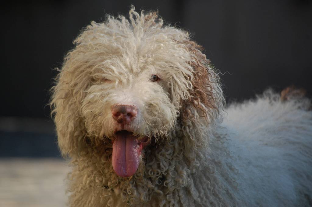 Perro sacando la lengua