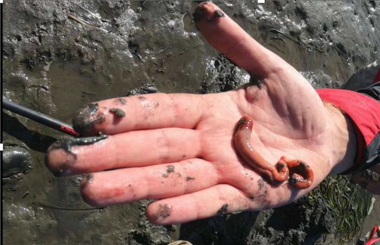 Un gusano revela que la metamorfosis puede alterar las funciones de las células