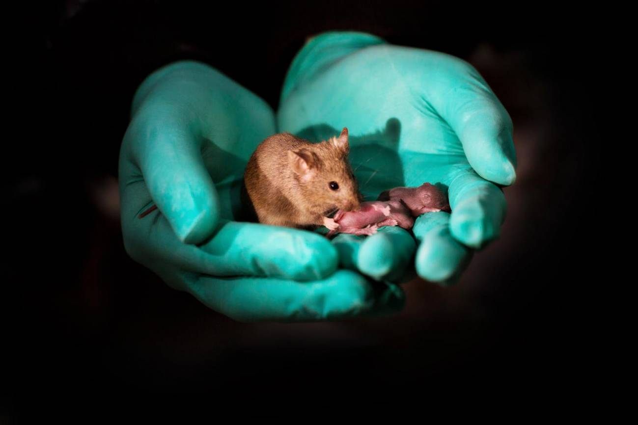 Un laboratorio chino logra que nazcan crías de ratón sanas de dos madres