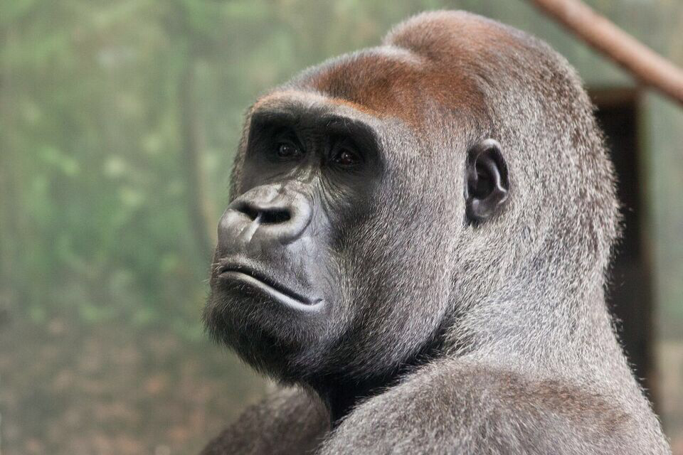 Un metabolismo más rápido que el de otros primates nos alarga la vida