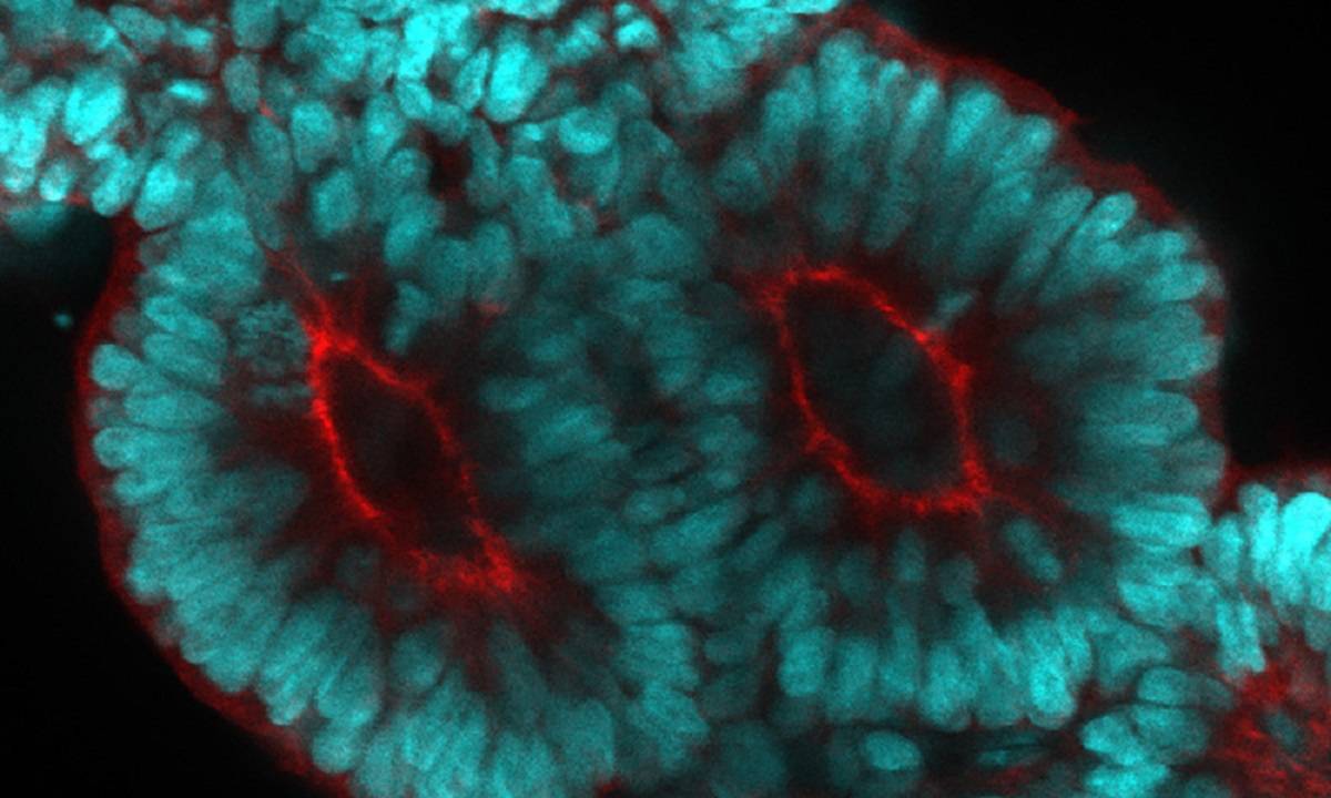 Un modelo 3D ‘in vitro’ revela cómo se origina la columna vertebral