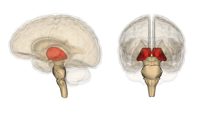 cerebro tálamo