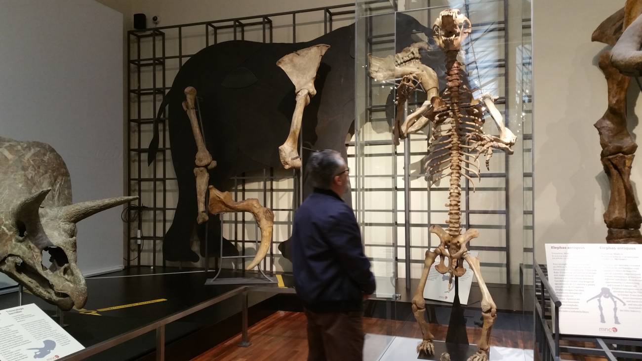 Un oso de las cavernas llega al Museo Nacional de Ciencias Naturales