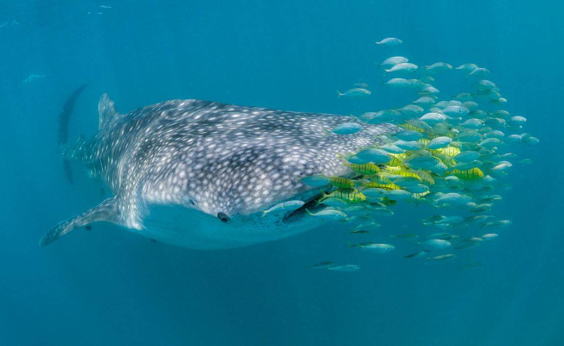 Un ‘pasaporte’ biológico muestra cuánto se mueve el tiburón ballena 