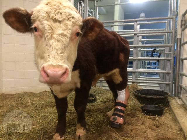 Un pie protésico para un joven toro de media tonelada