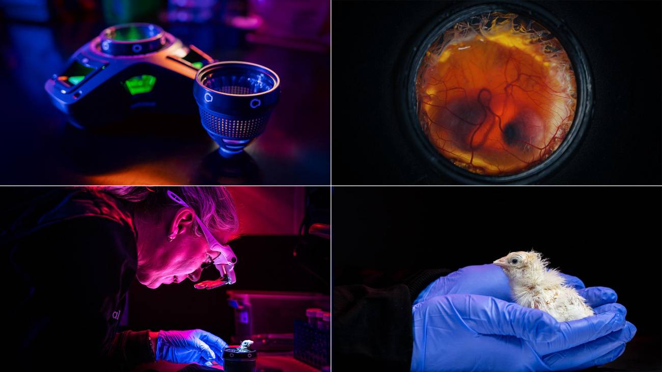 Una empresa dedicada a la desextinción afirma haber creado un óvulo artificial; de ser cierto, podría ayudar a salvar especies vivas