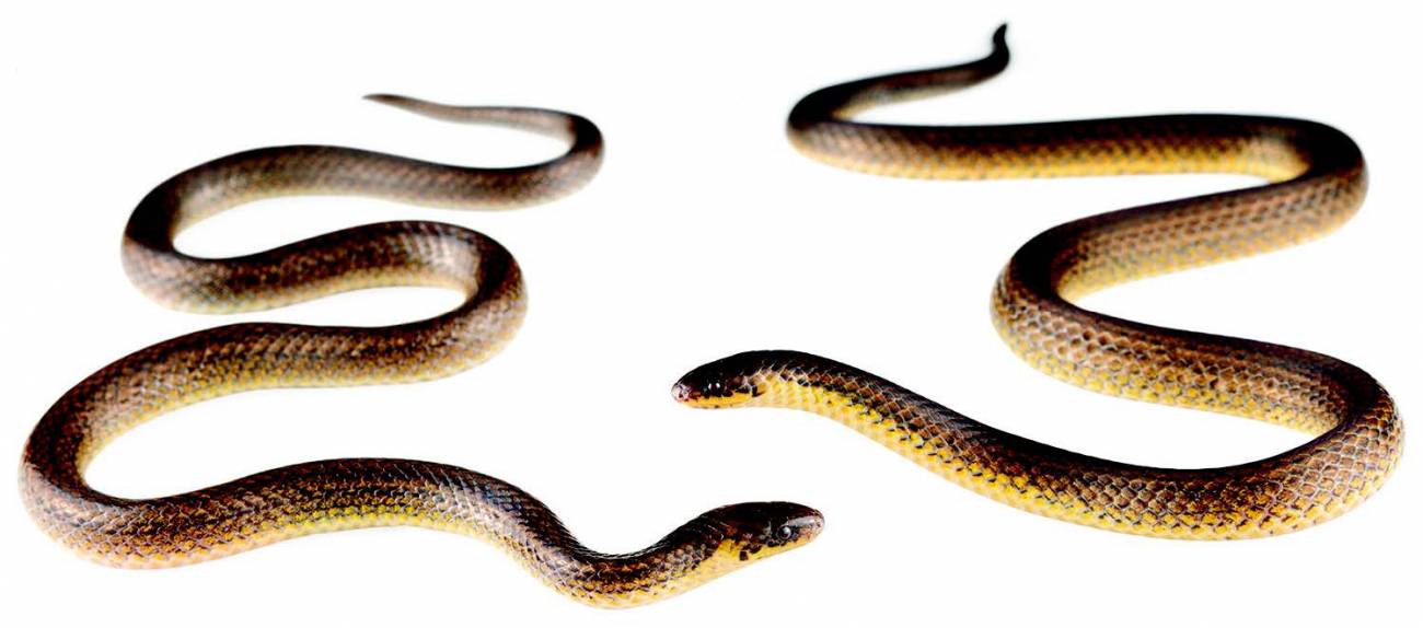 Una serpiente recién descubierta ya está en peligro crítico de extinción