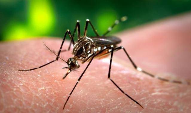 Una vacuna experimental muestra una eficacia del 100% contra el dengue 