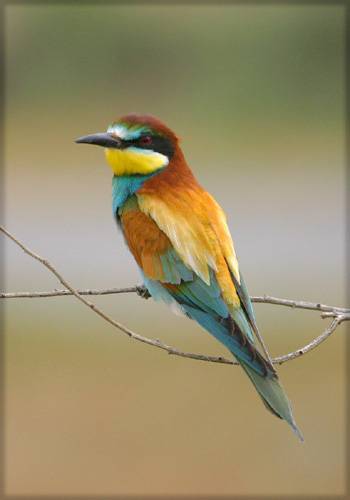 Merop apiaster