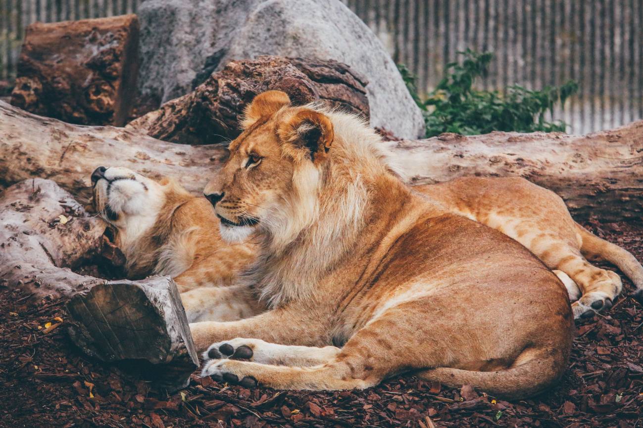 leones del mismo sexo abrazados