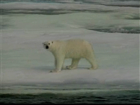 oso polar