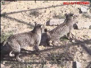 Cópula del Lince Ibérico