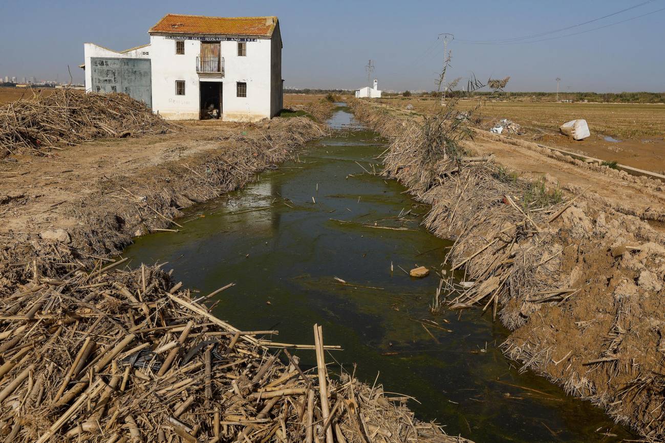 Campos de arroz destrozados por el barro de la DANA en la Albufera de Valencia, en una imagen de archivo./  EFE/José Manuel Vidal