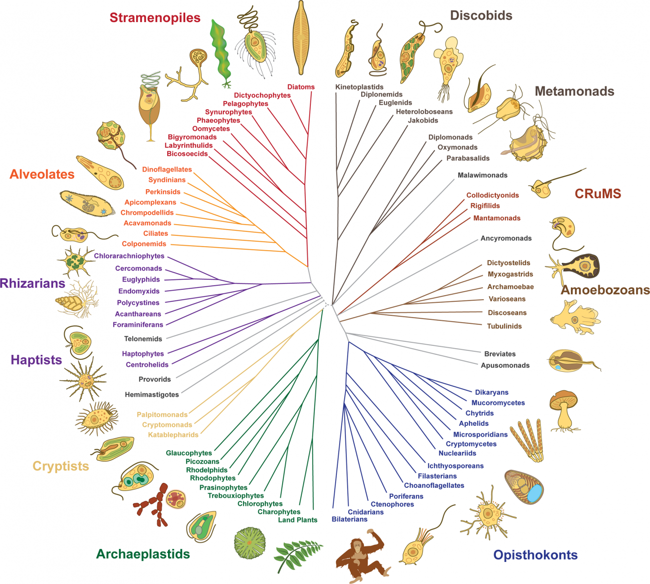 Árbol de eucariotas que muestra los principales subgrupos. / Wikipedia