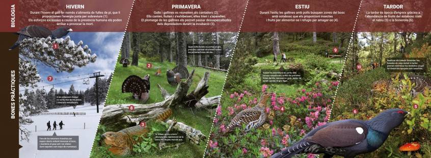 Ciclo anual del urogallo. / Fundación Paisatges Vius