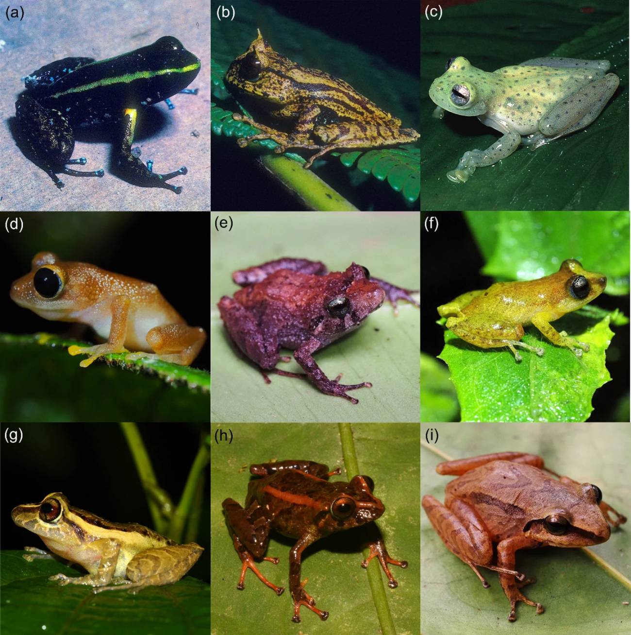 Selección de algunas especies que han desaparecido del parque desde 1986. / Lansac, C. et al. Biodiversity and Conservation