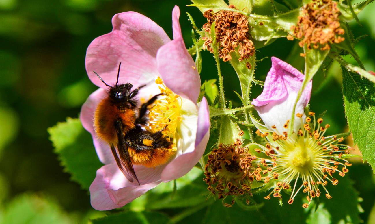 abeja flor