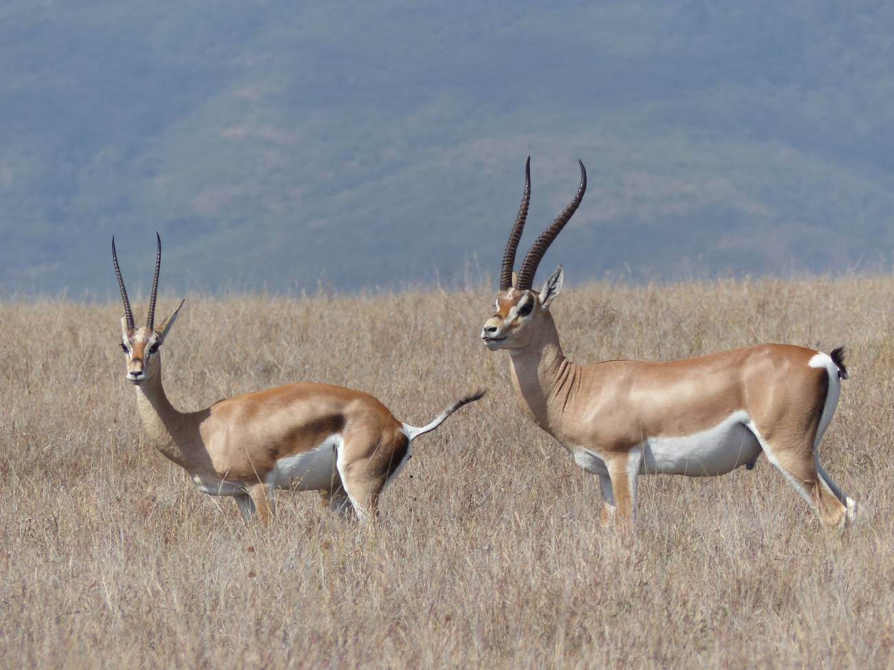 Una hembra (izquierda) y un macho (derecha) de gacela de Grant. / Kaia Tombak
