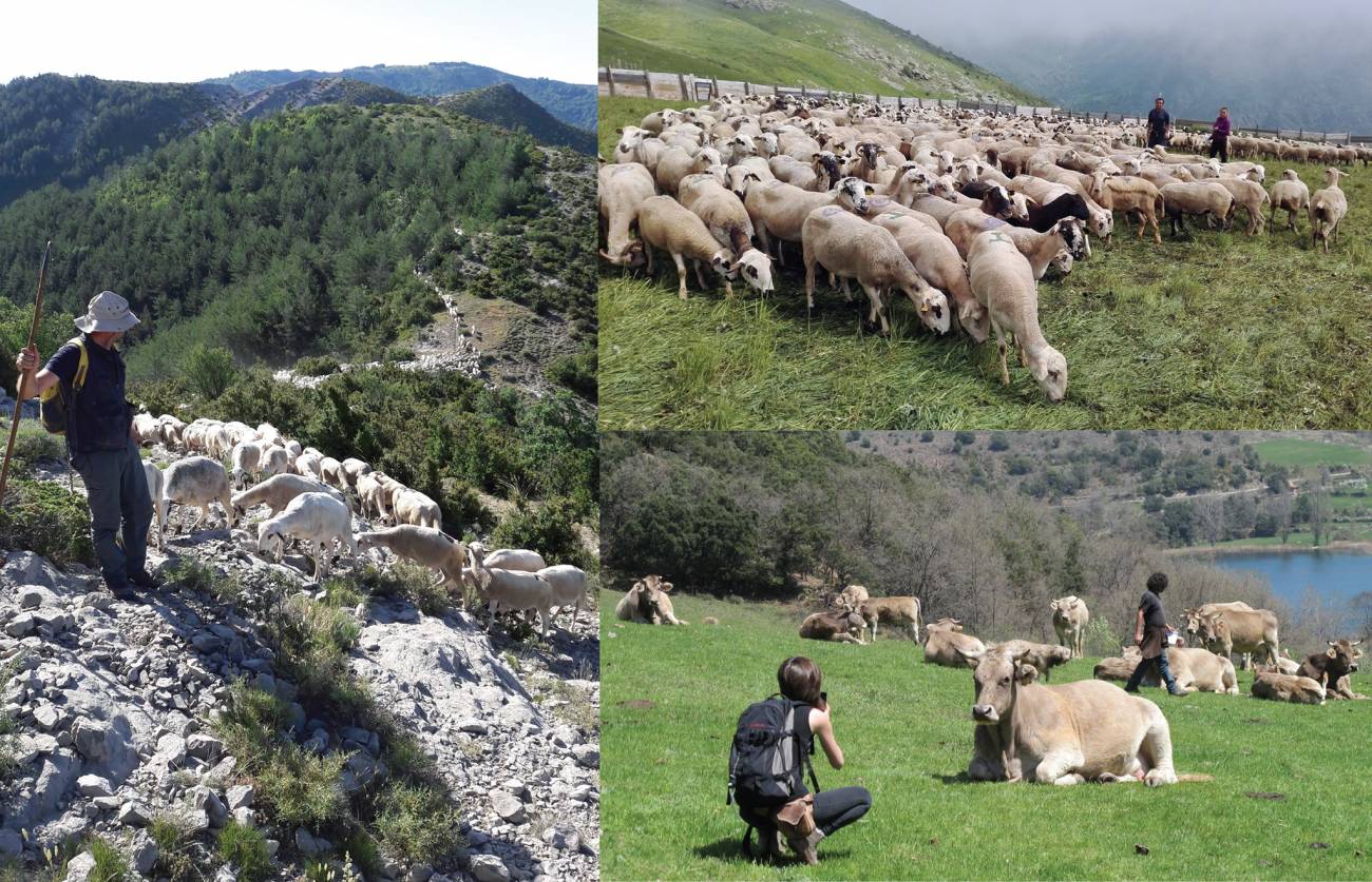 Rebaños formados por diferentes razas ganaderas autóctonas de la zona del Pallars (Cataluña). / Silvia Valenzuela Lamas y Ariadna Nieto Espinet