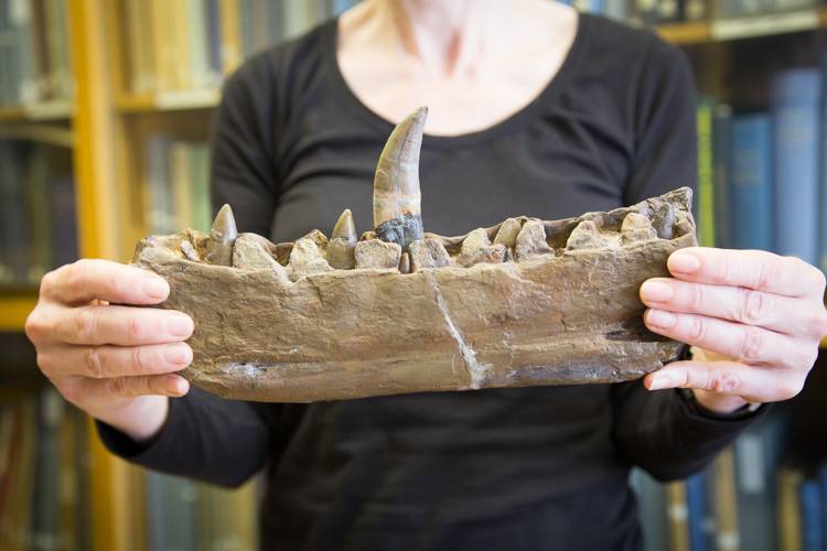 Mandíbula inferior del primer dinosaurio nombrado en 1824, 'Megalosaurus bucklandii'. / Universidad de Oxford