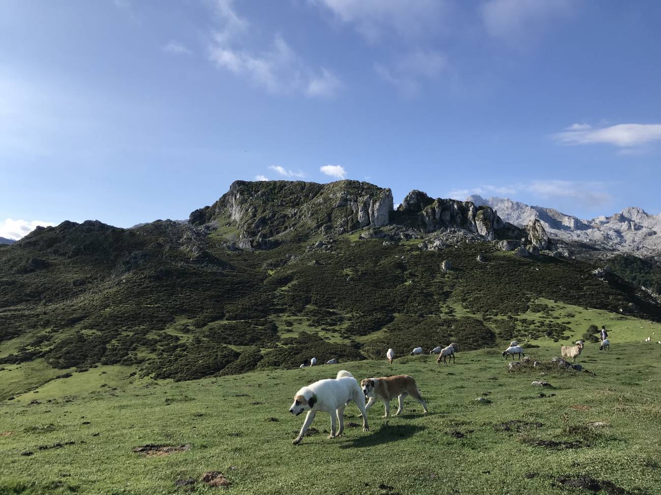 Perros guardianes en Asturias. / Hanna Petter