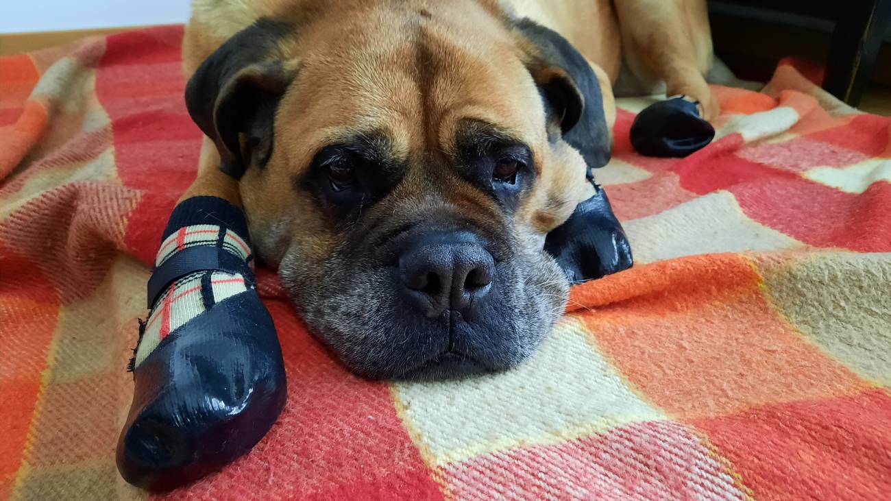Perro calcetines pies