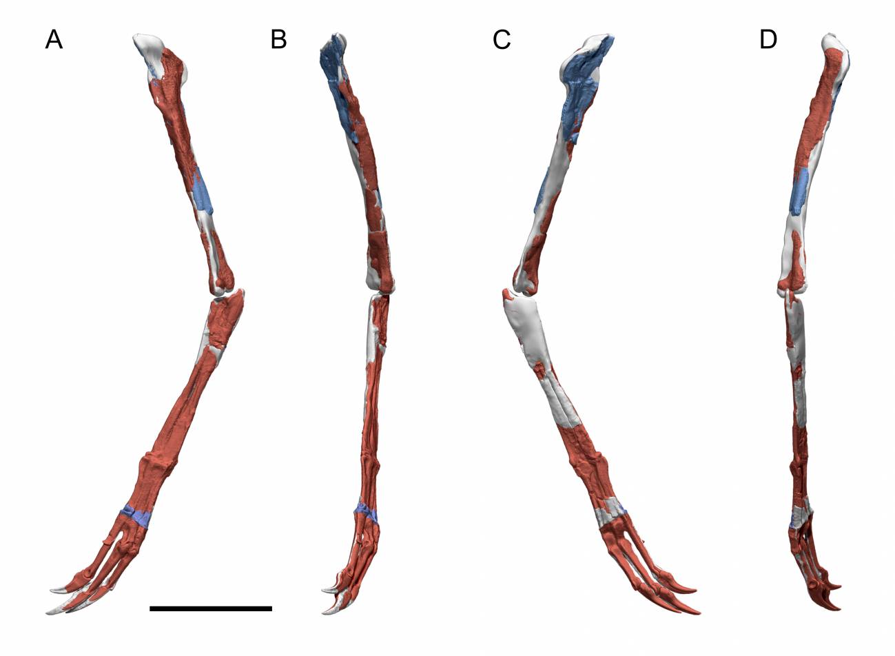 Reconstrucción en 3D del brazo de Pelecanimimus a partir de la fotogrametría realizada en el fósil.