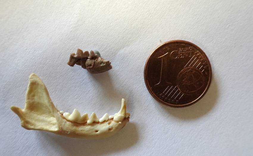 Fragmento de mandíbula de Galanthis baskini de Las Casiones y mandíbula completa de la especie actual Mustela nivalis (comadreja menor). / Alberto Valenciano