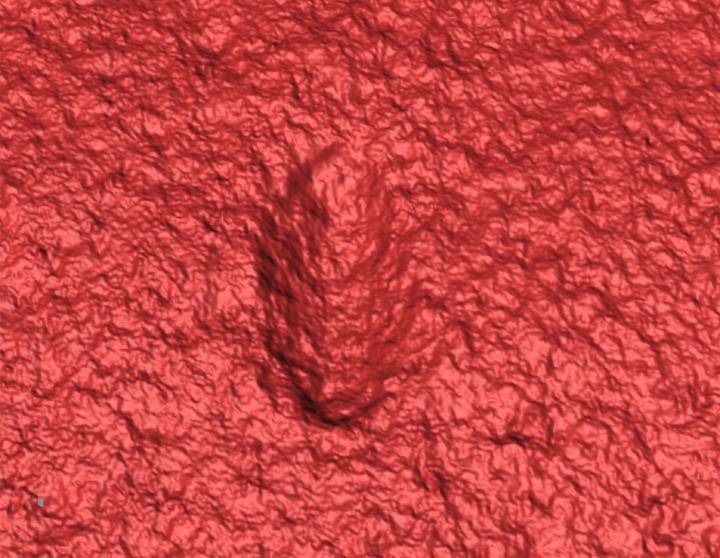Escáner láser 3D que muestra la forma regular y consistente de un cuerpo cilíndrico con una cabeza y cola. / Droser Lab/UCR