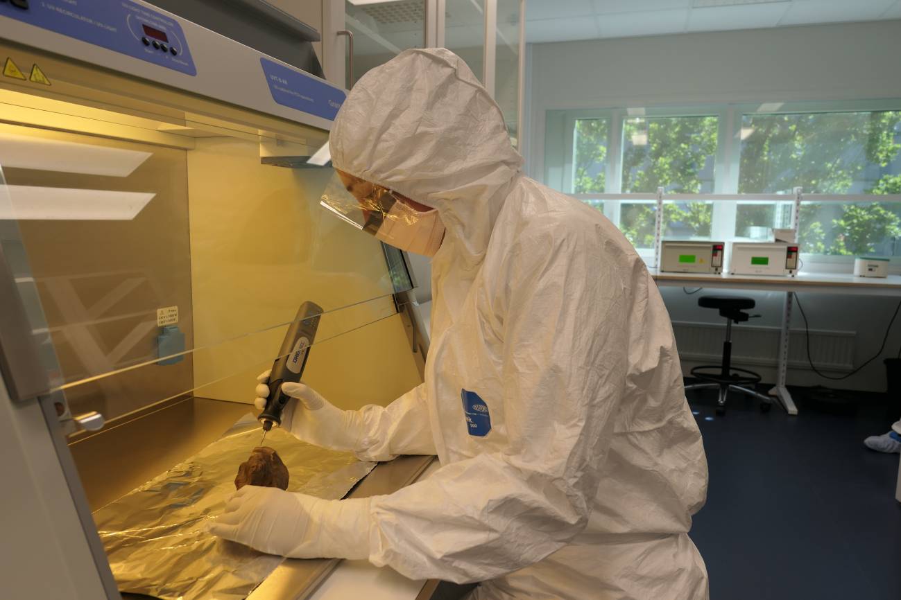 Edana Lord probando ADN de rinocerontes lanudos en un laboratorio. / Marianne Dehasque