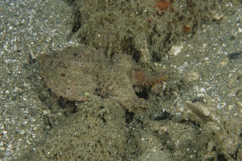Sepia 'Metasepia pfefferi' camuflada / F. Bavendam