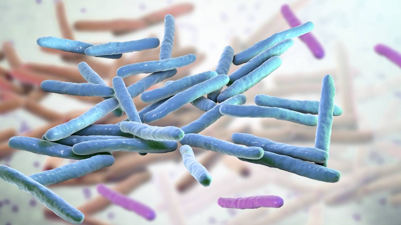 Representación de Mycobacterium lepromatosis