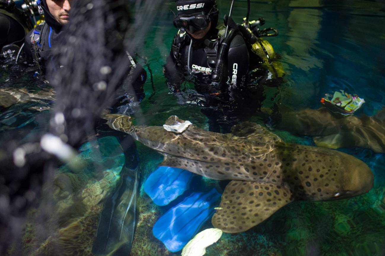 Pruebas de los dispositivos en los tanques del Oceanografic de Valencia