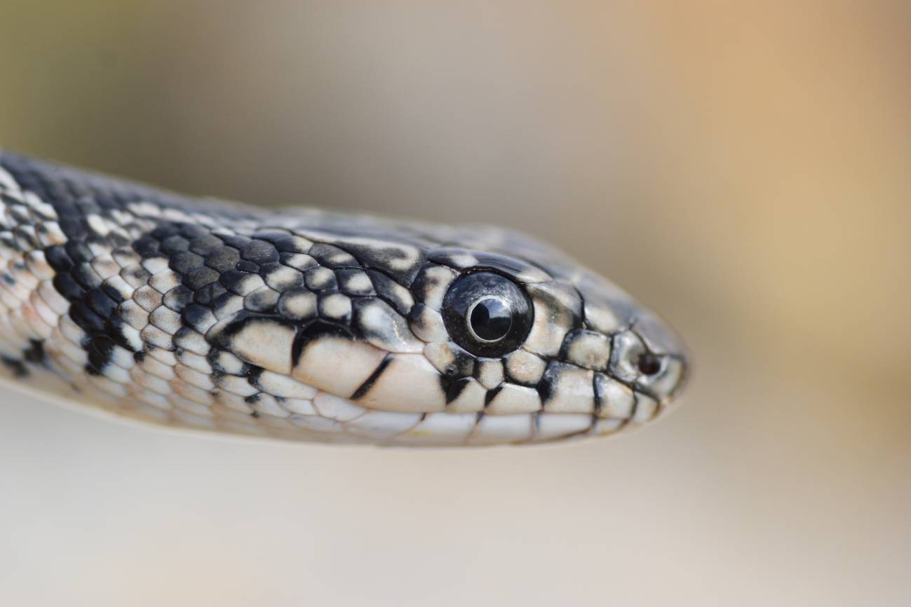 Culebra de herradura (Hemorrhois hippocrepis). / Rubén Casas