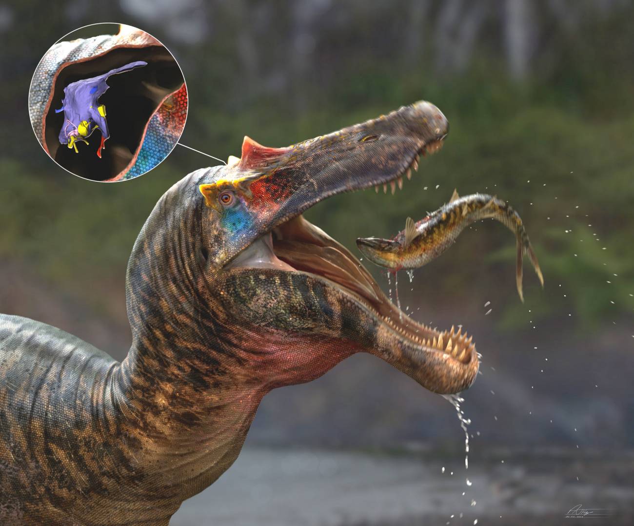 Los cerebros de dinosaurios carnívoros eran alargados y comprimidos lateralmente. / Universidad de Ohio/Anthony Hutchings