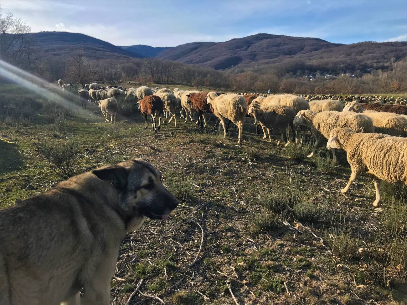 Perros guardianes de ganado trabajando en Sanabria. / Hanna Petter
