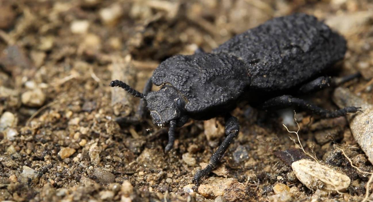 Exoesqueleto del escarabajo diabólico acorazado