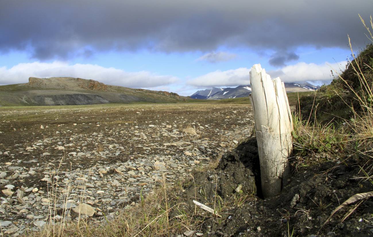 Colmillo de mamut lanudo emergiendo del permafrost en la isla central de Wrangel, situada en el noreste de Siberia. / Love Dalén