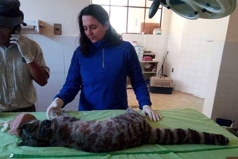 En 2016, la bióloga Rocío Palacios al fin pudo ver frente a frente a un gato andino. Se trataba de "Jacobo", hallado cerca de un campo de fútbol en Bolivia. / Alianza Gato Andino